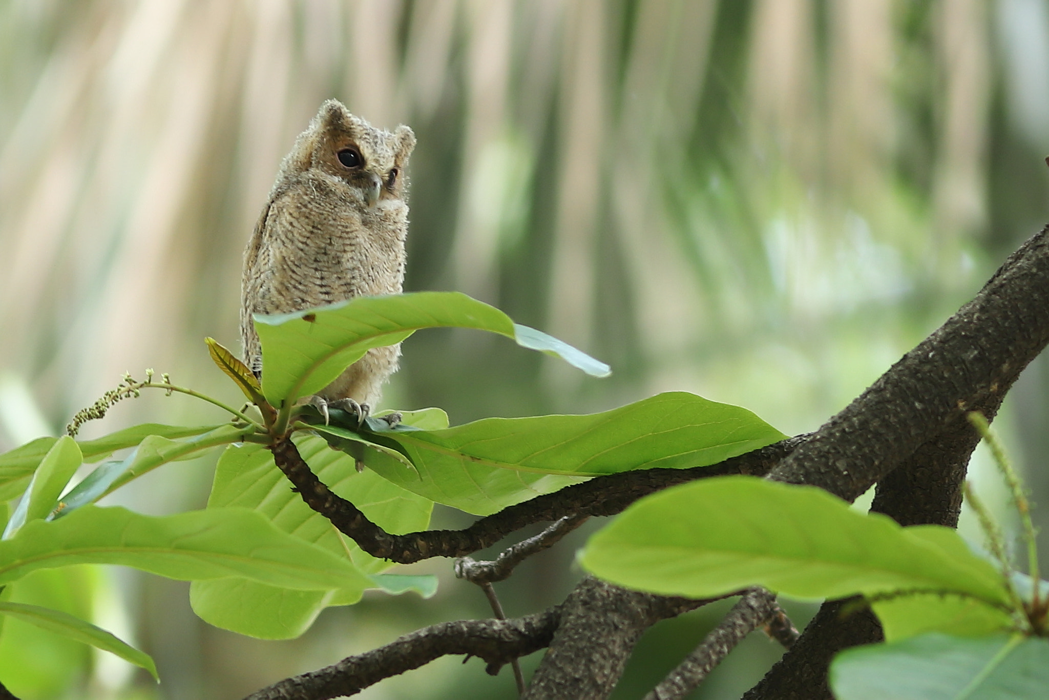 Canon EF 300mm F4L IS USM sample photo. 領角鴞幼鳥 collared scops owl photography