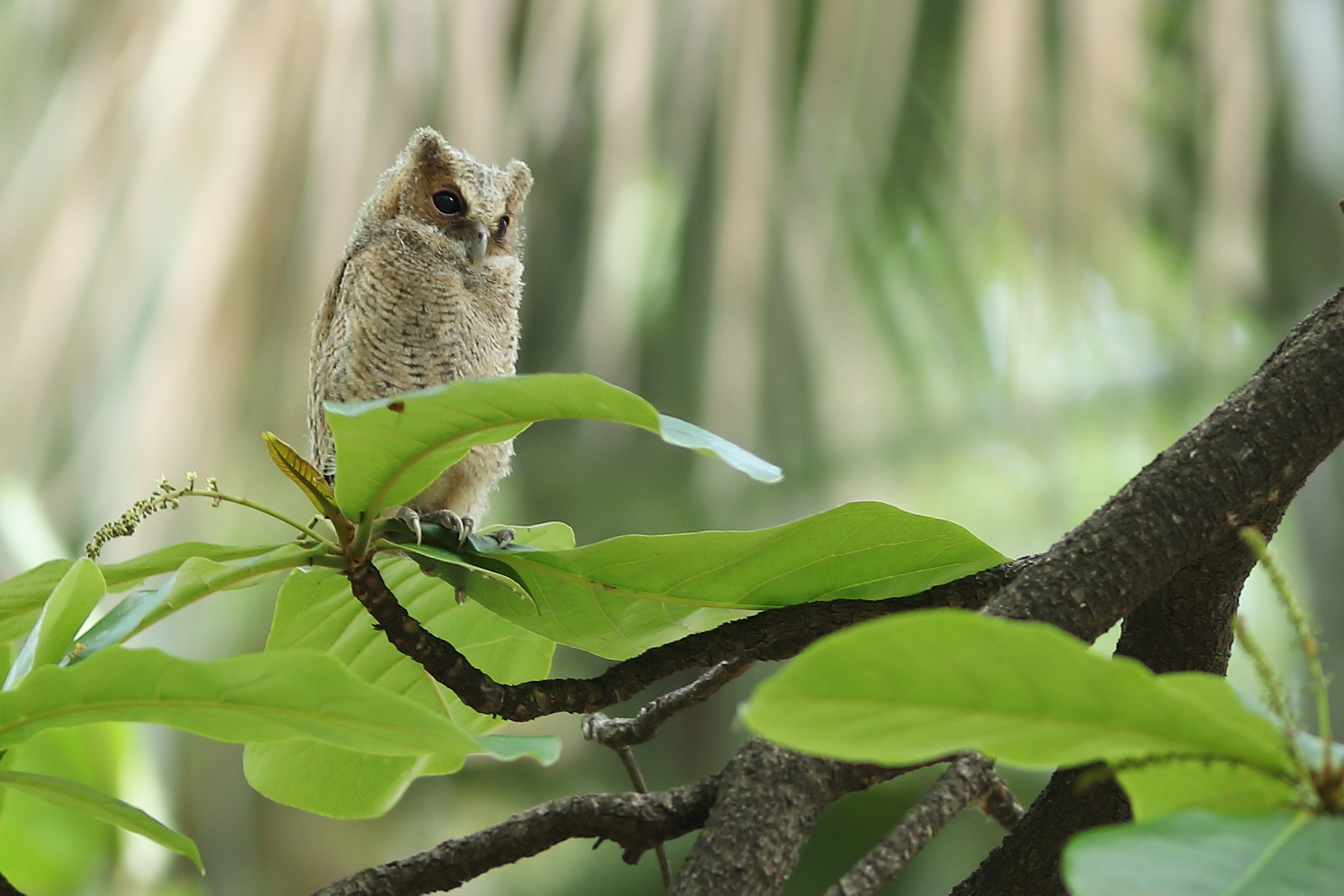 Canon EOS 6D Mark II sample photo. 領角鴞幼鳥 collared scops owl photography