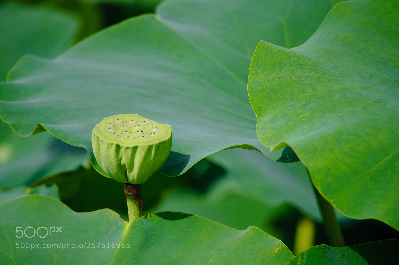 Nikon D5000 sample photo. 藕 photography