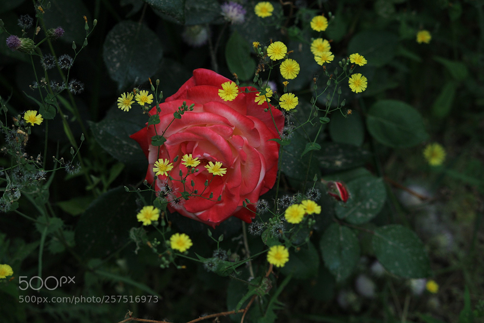 Canon EF-S 55-250mm F4-5.6 IS II sample photo. 害羞的月季花 photography