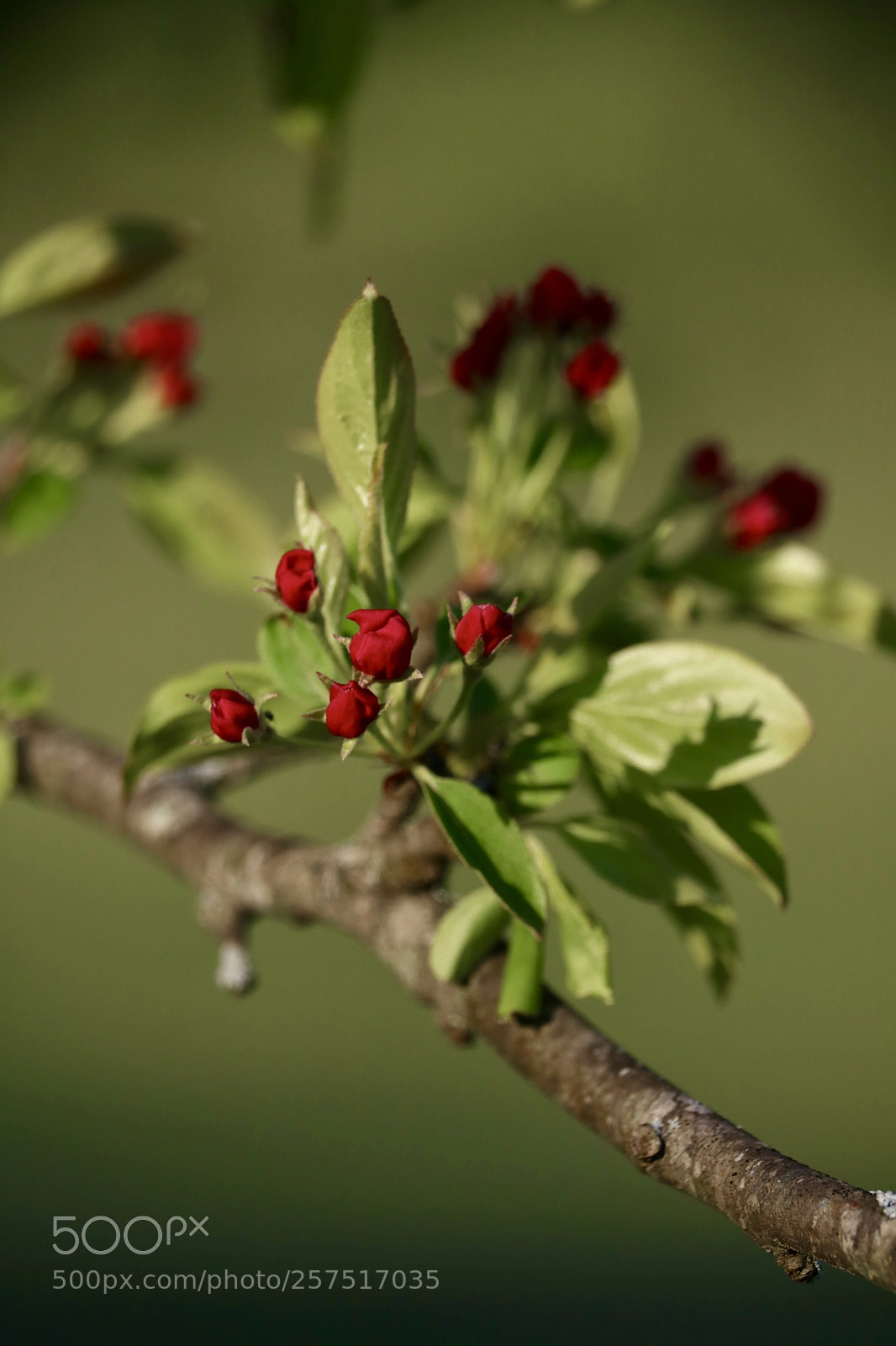 Canon EOS 750D (EOS Rebel T6i / EOS Kiss X8i) sample photo. Bursting into bloom photography
