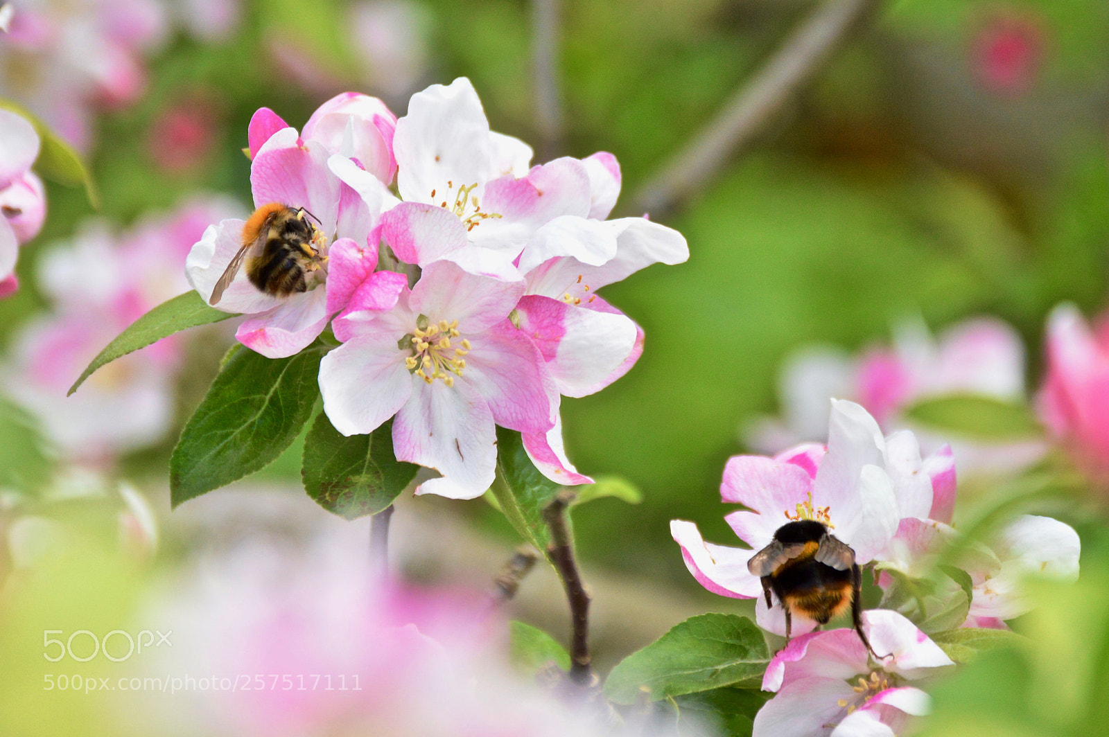 Nikon D3200 sample photo. Bee to the flower photography