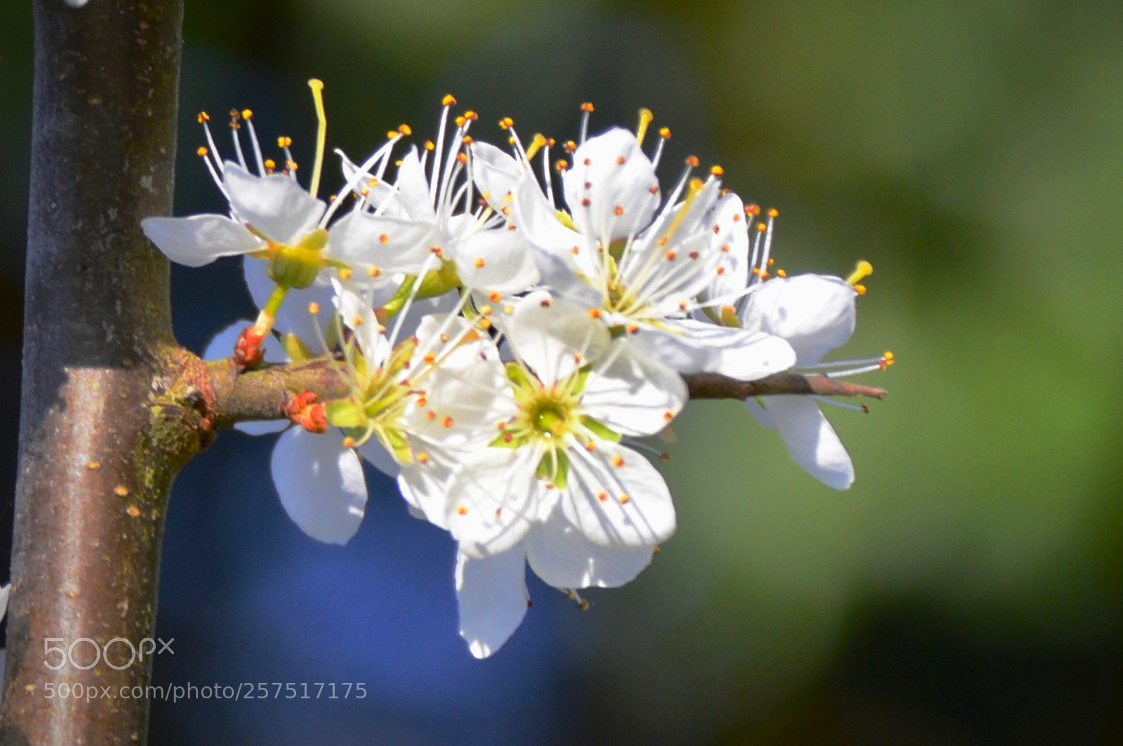 Nikon D3200 sample photo. Flower world photography