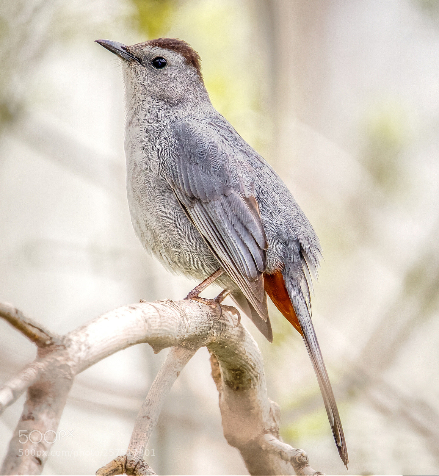 Canon EOS 50D sample photo. Gray catbird in the photography