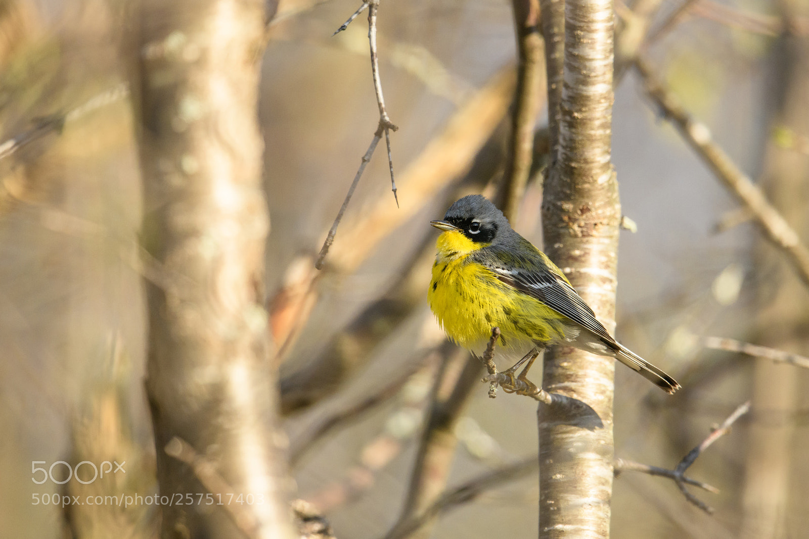 Nikon D850 sample photo. Magnolia warbler in the photography