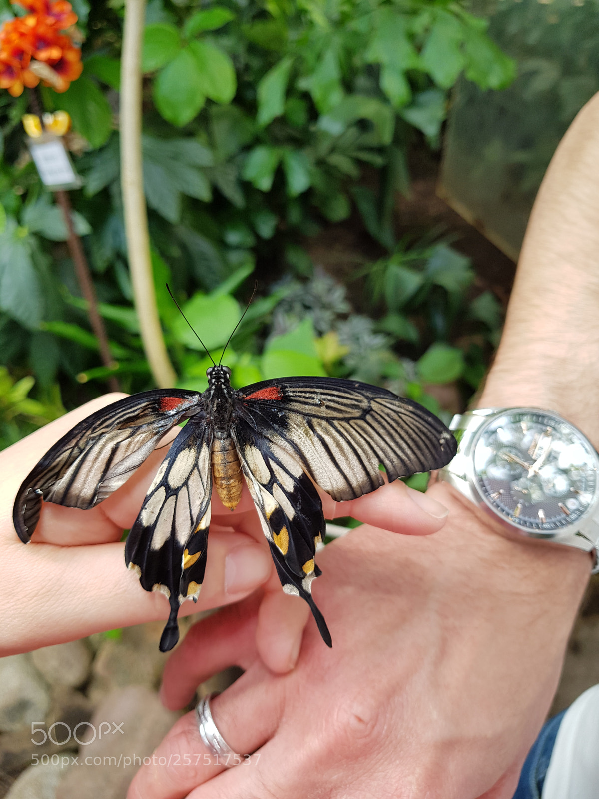 Samsung Galaxy S8+ sample photo. Untitled photography