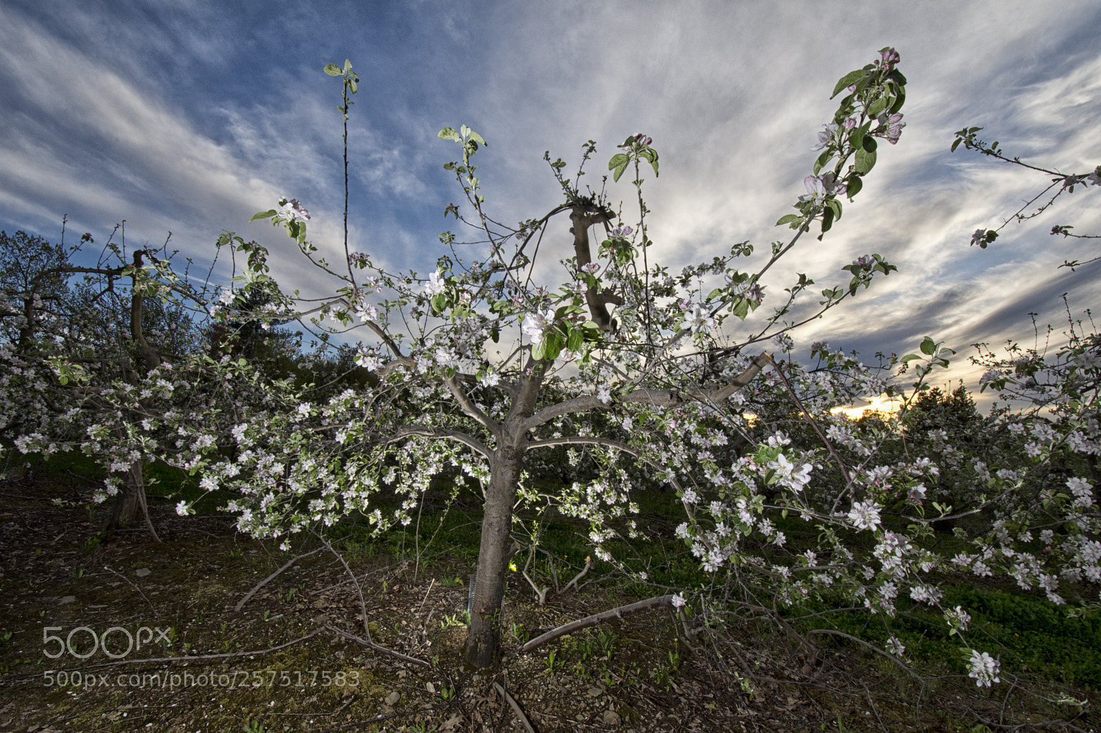 Nikon D7200 sample photo. Applehss photography