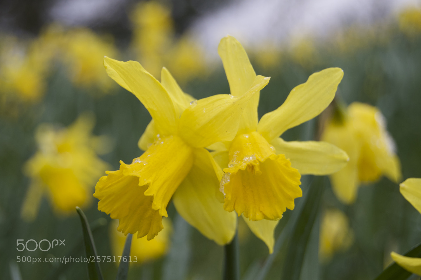 Nikon D3200 sample photo. Daffodils photography