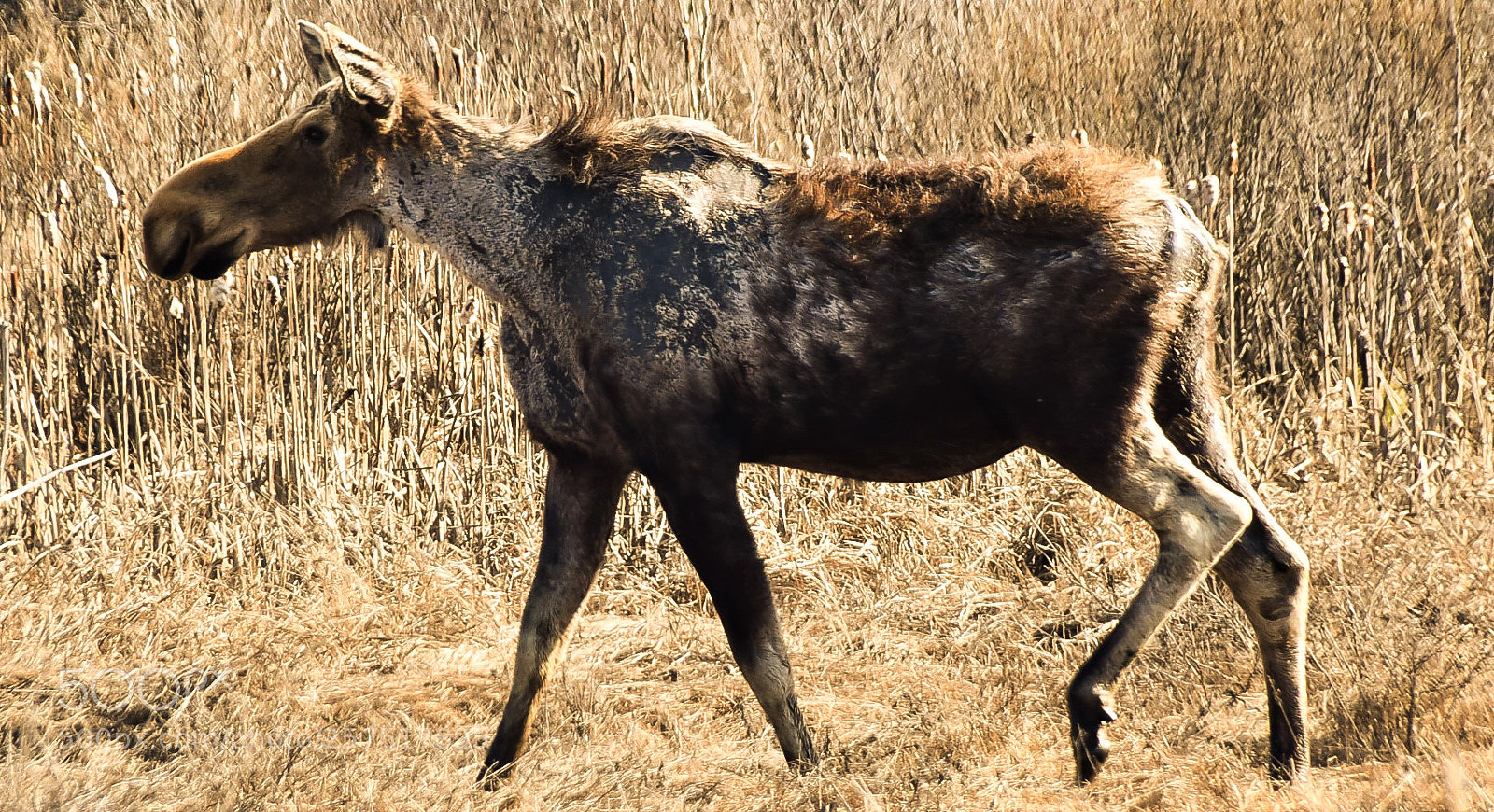 Nikon D5600 sample photo. Moose photography