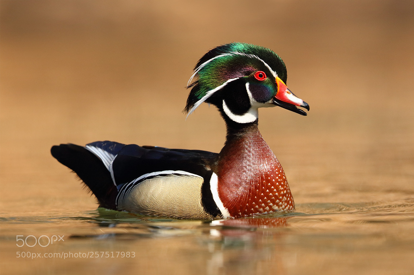 Canon EOS 5DS R sample photo. Wood duck drake looking photography