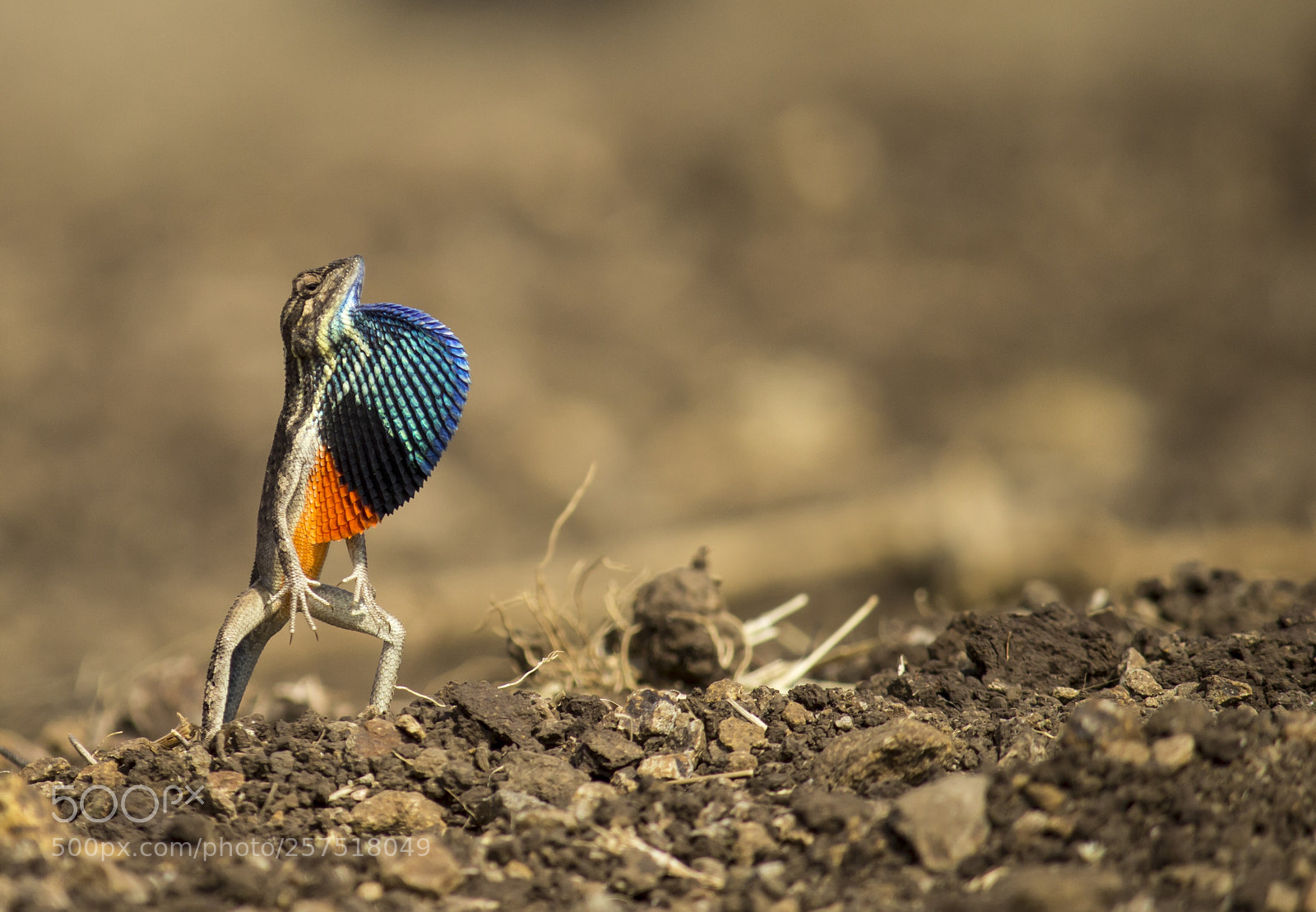 Canon EOS 700D (EOS Rebel T5i / EOS Kiss X7i) sample photo. Fan throated lizard photography
