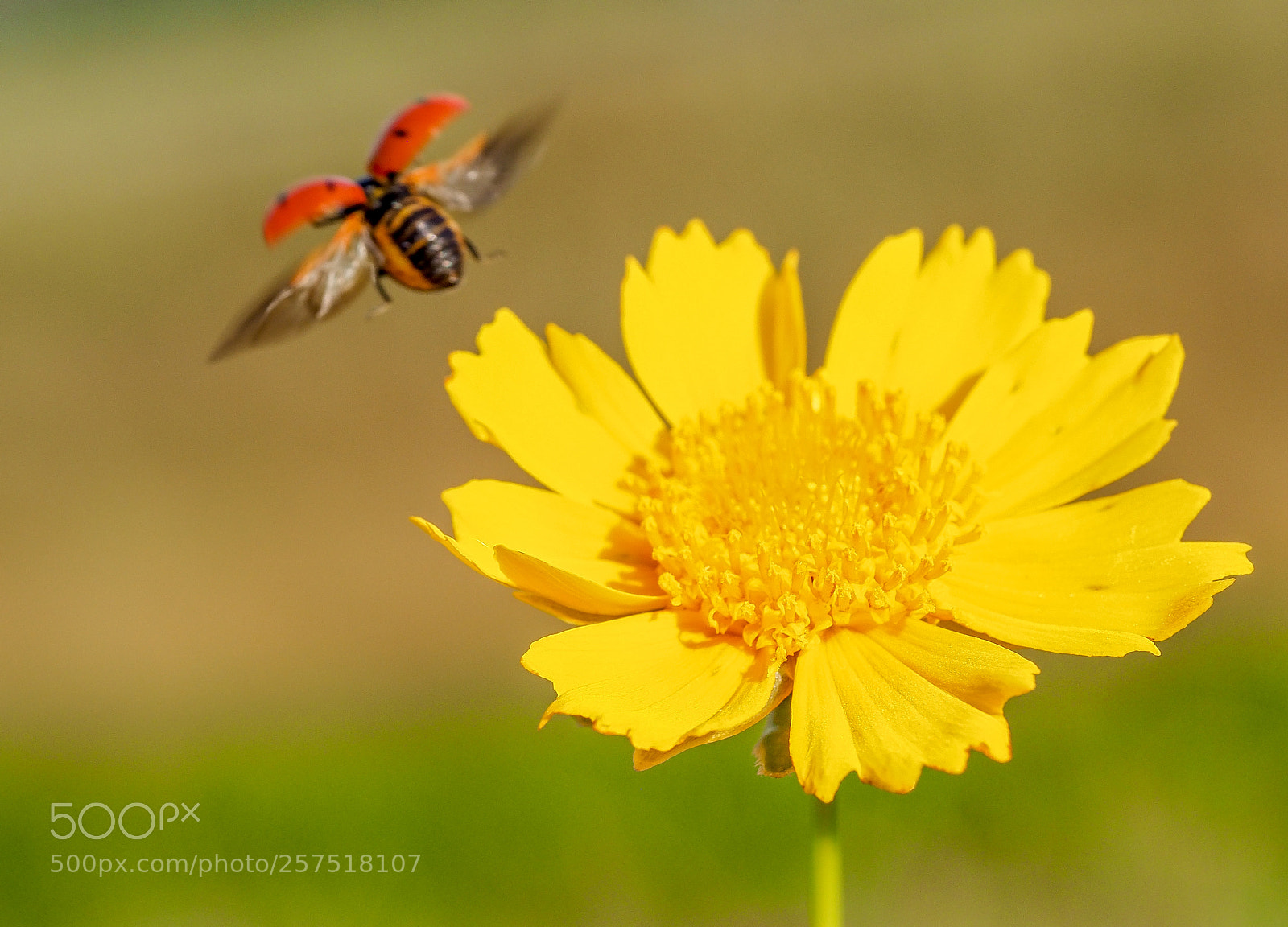 Olympus OM-D E-M1 Mark II sample photo. Ladybug photography