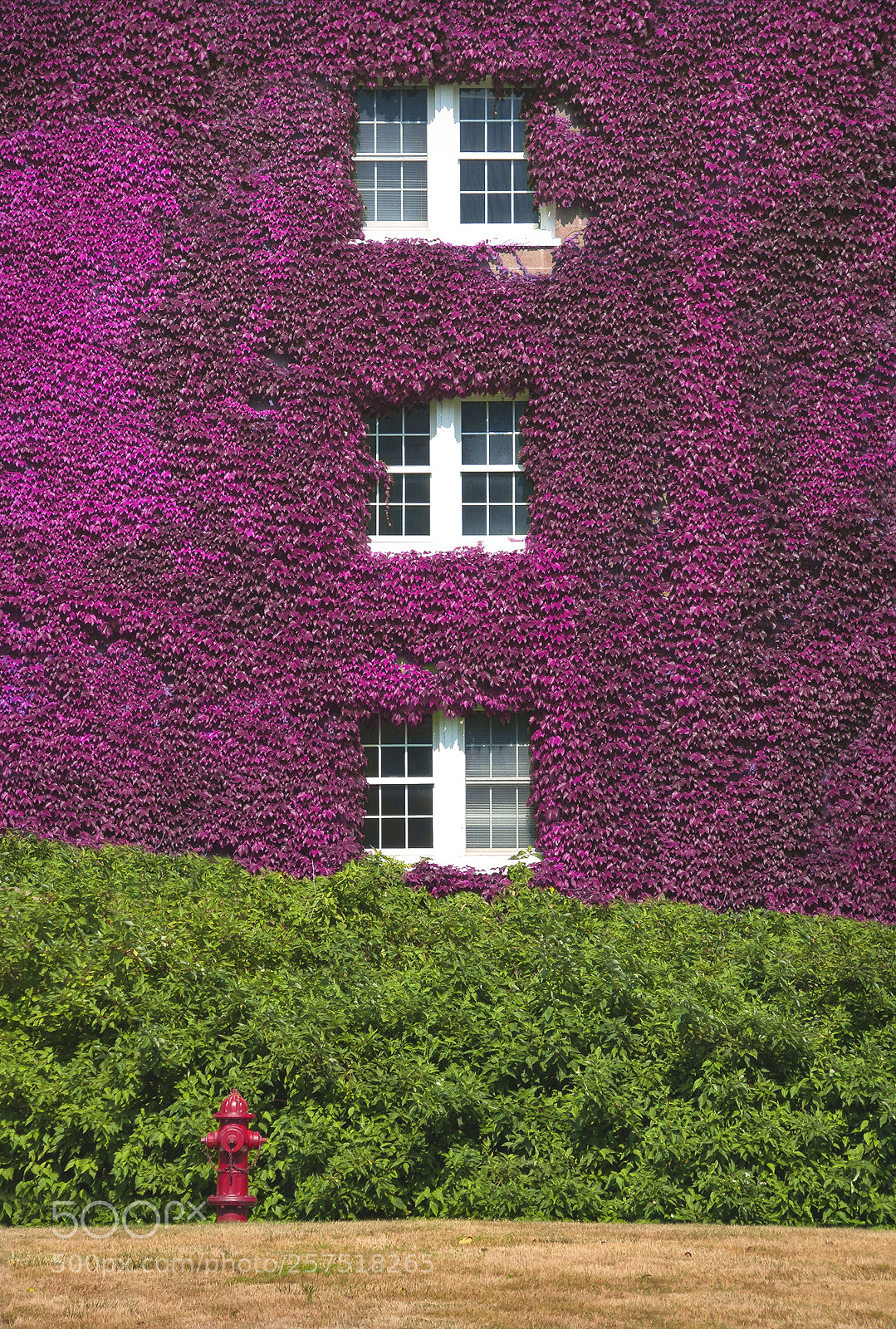 Nikon D90 sample photo. Showy building photography