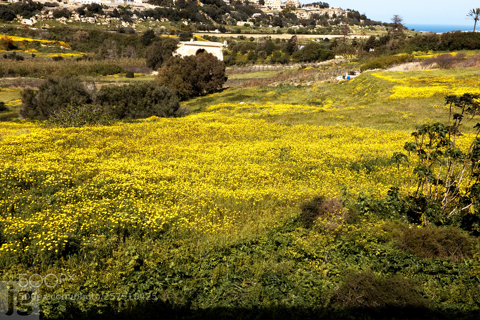 Canon EOS 77D (EOS 9000D / EOS 770D) sample photo. Nature's yellow carpet photography