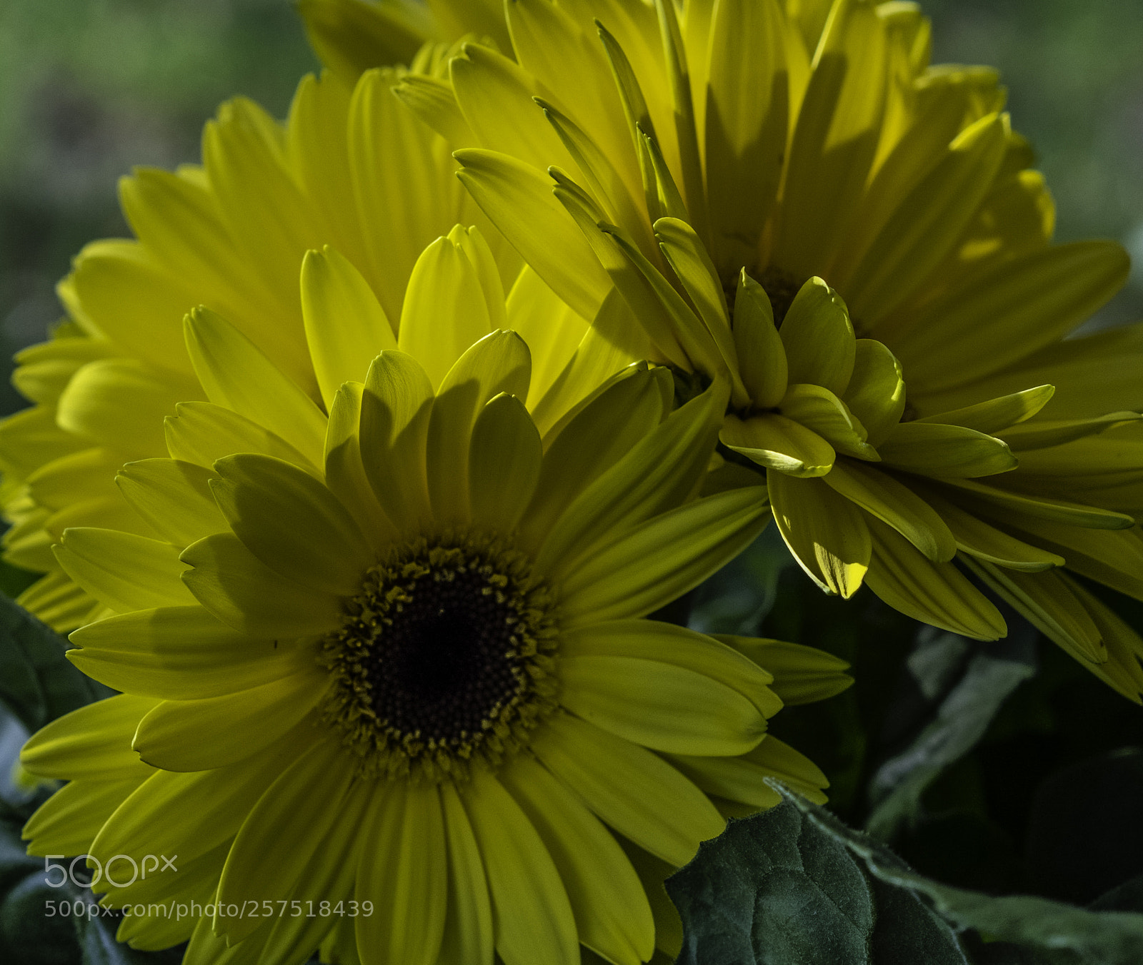 Sony a7R III sample photo. Yellow flowers photography