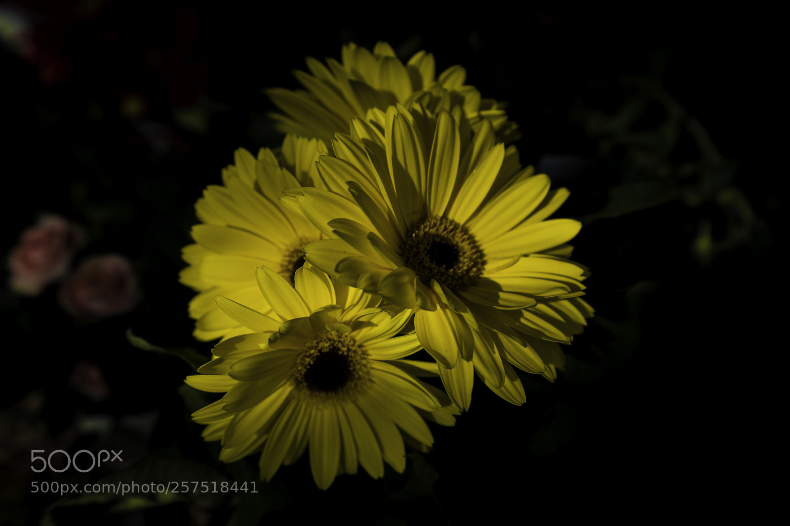 Sony a7R III sample photo. Flowers photography