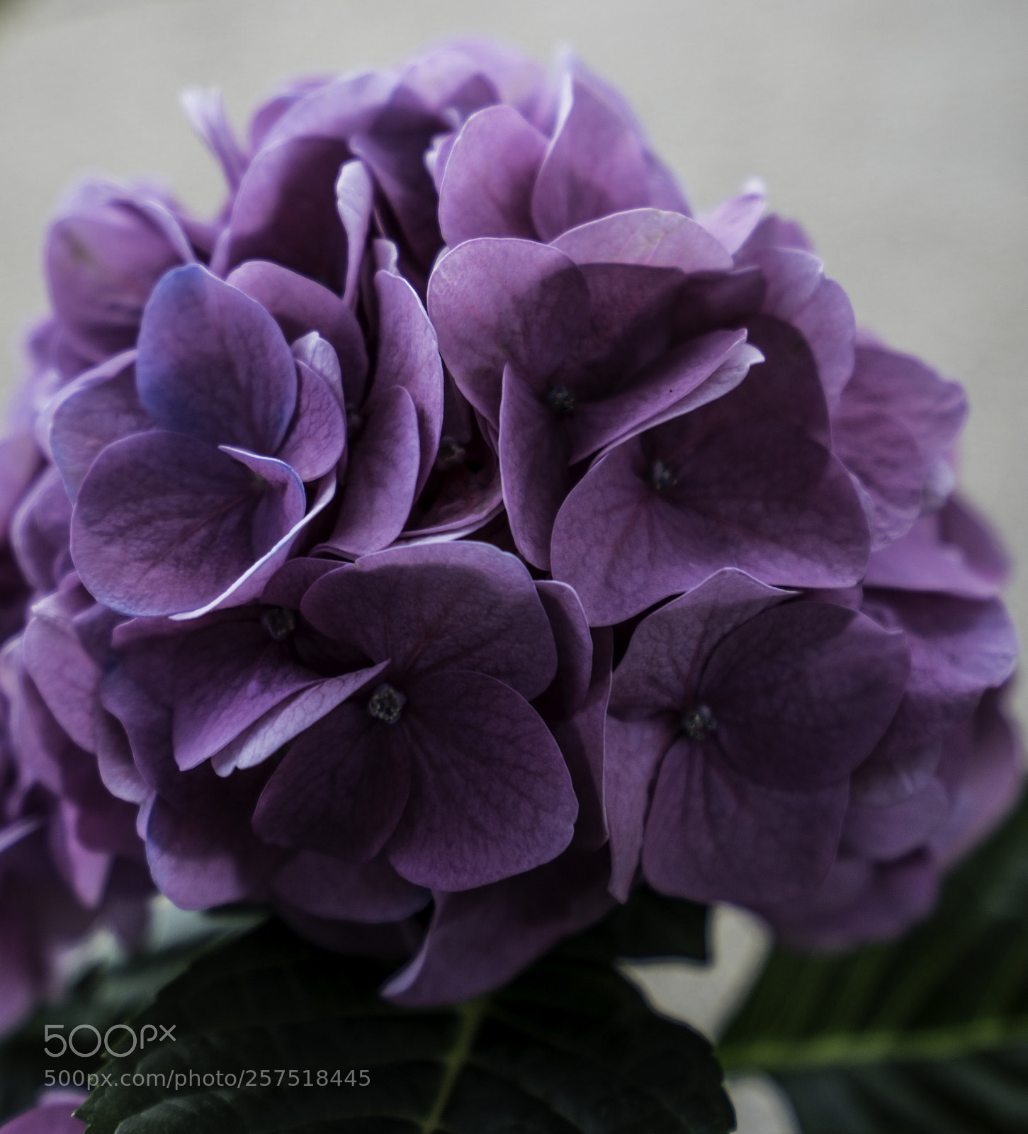Sony a7R III sample photo. Purple flowers photography