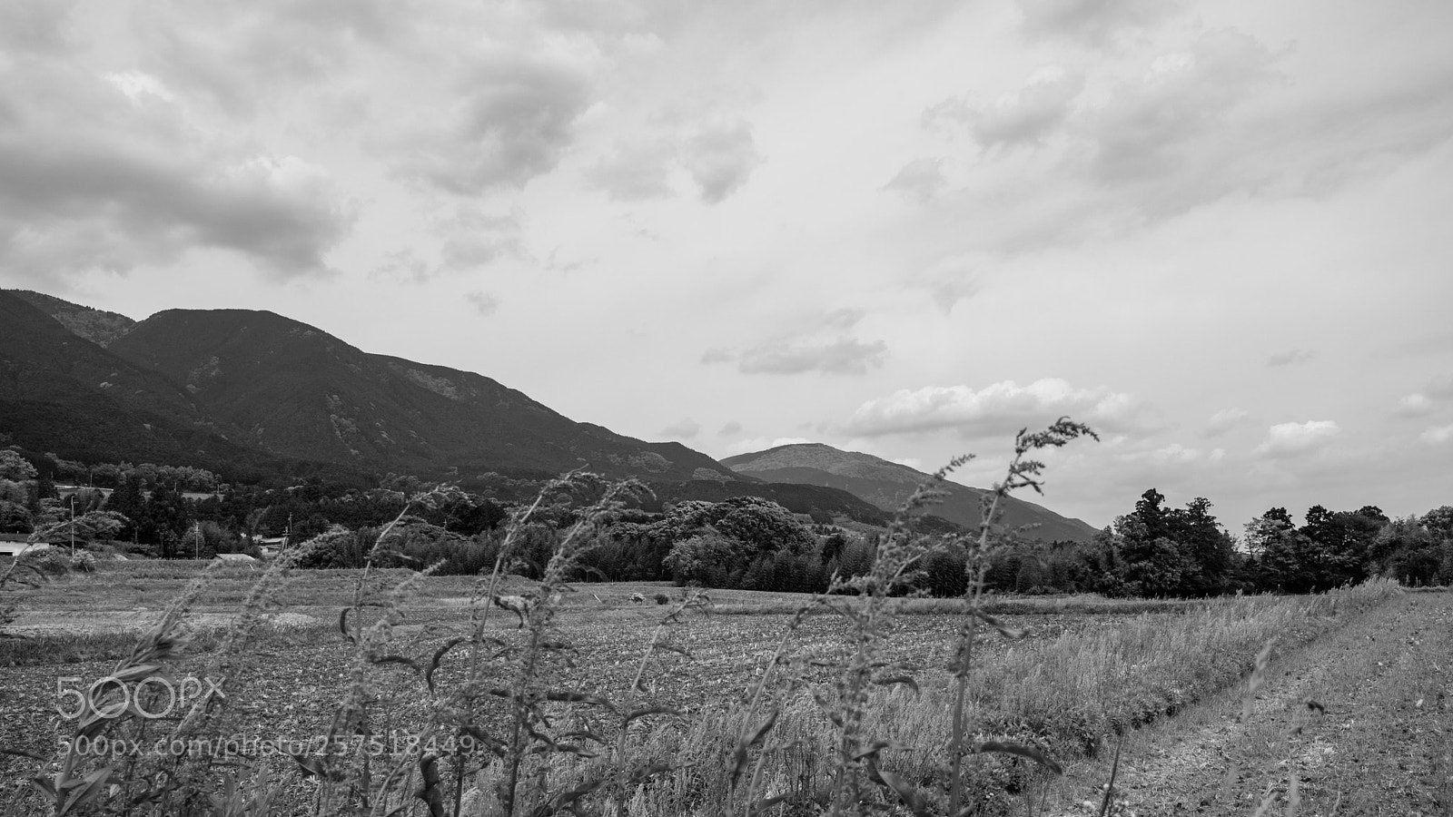 Canon EOS M3 sample photo. Forest of the wind photography