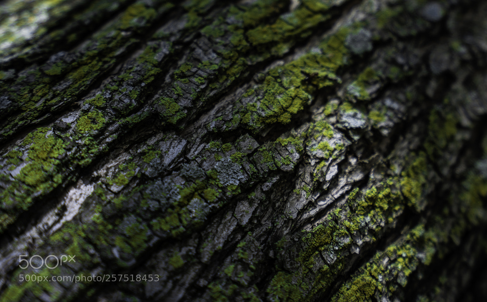 Sony a7R III sample photo. Bark photography