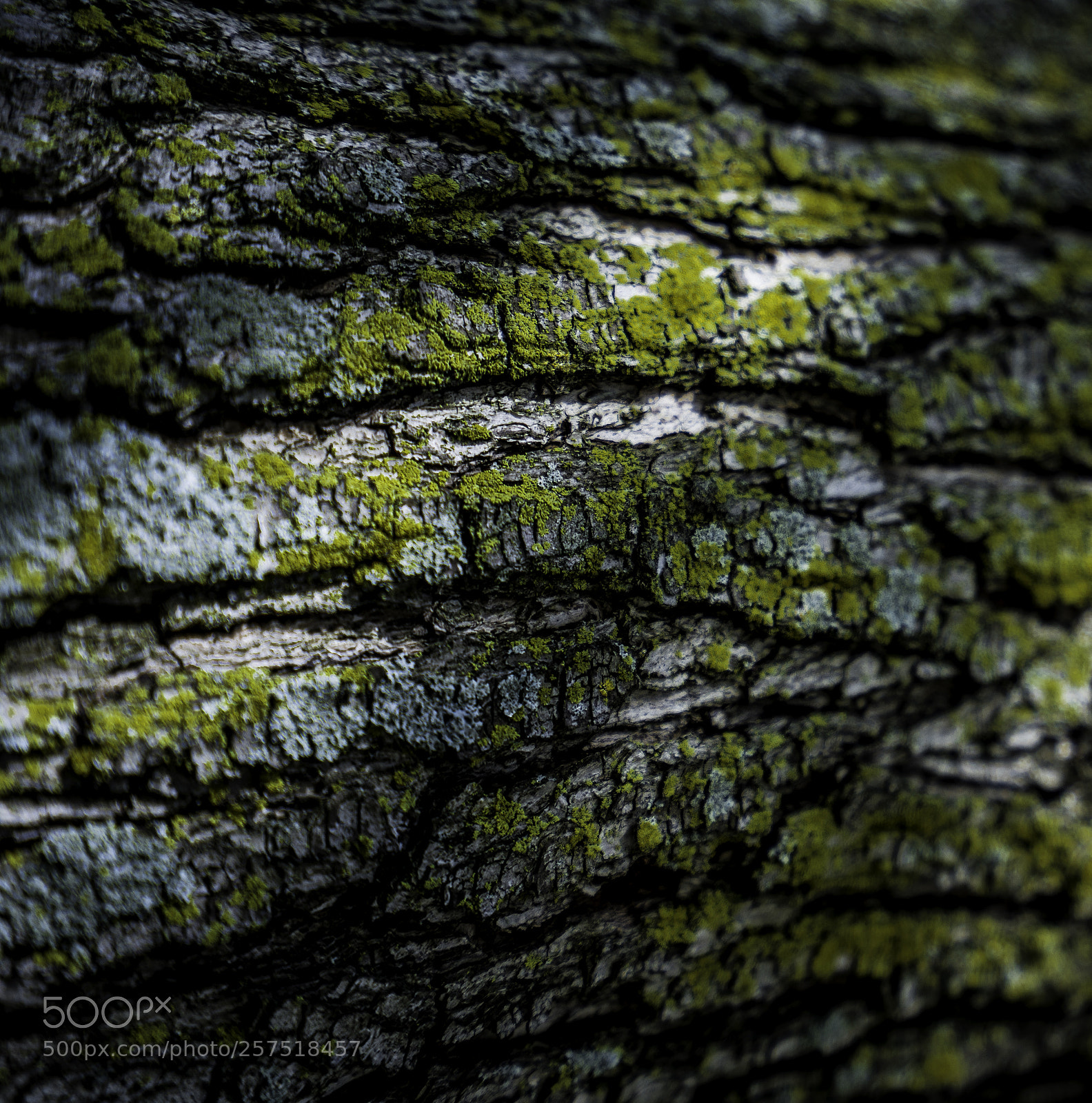 Sony a7R III sample photo. Bark pattern photography