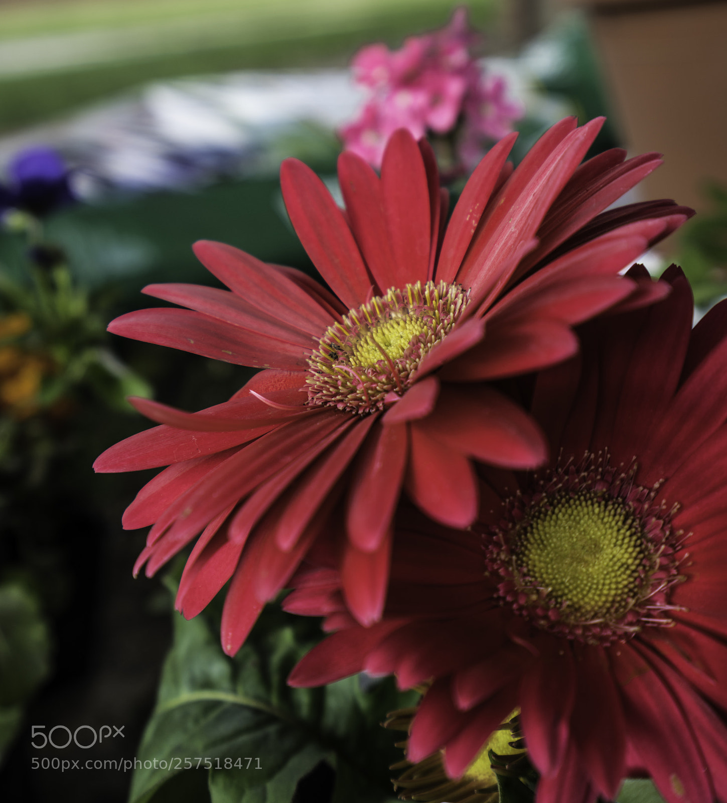 Sony a7R III sample photo. Red flowers photography