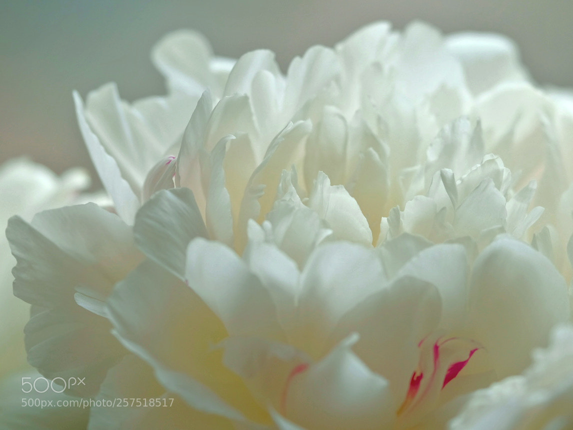 Fujifilm X-T2 sample photo. Untitled photography