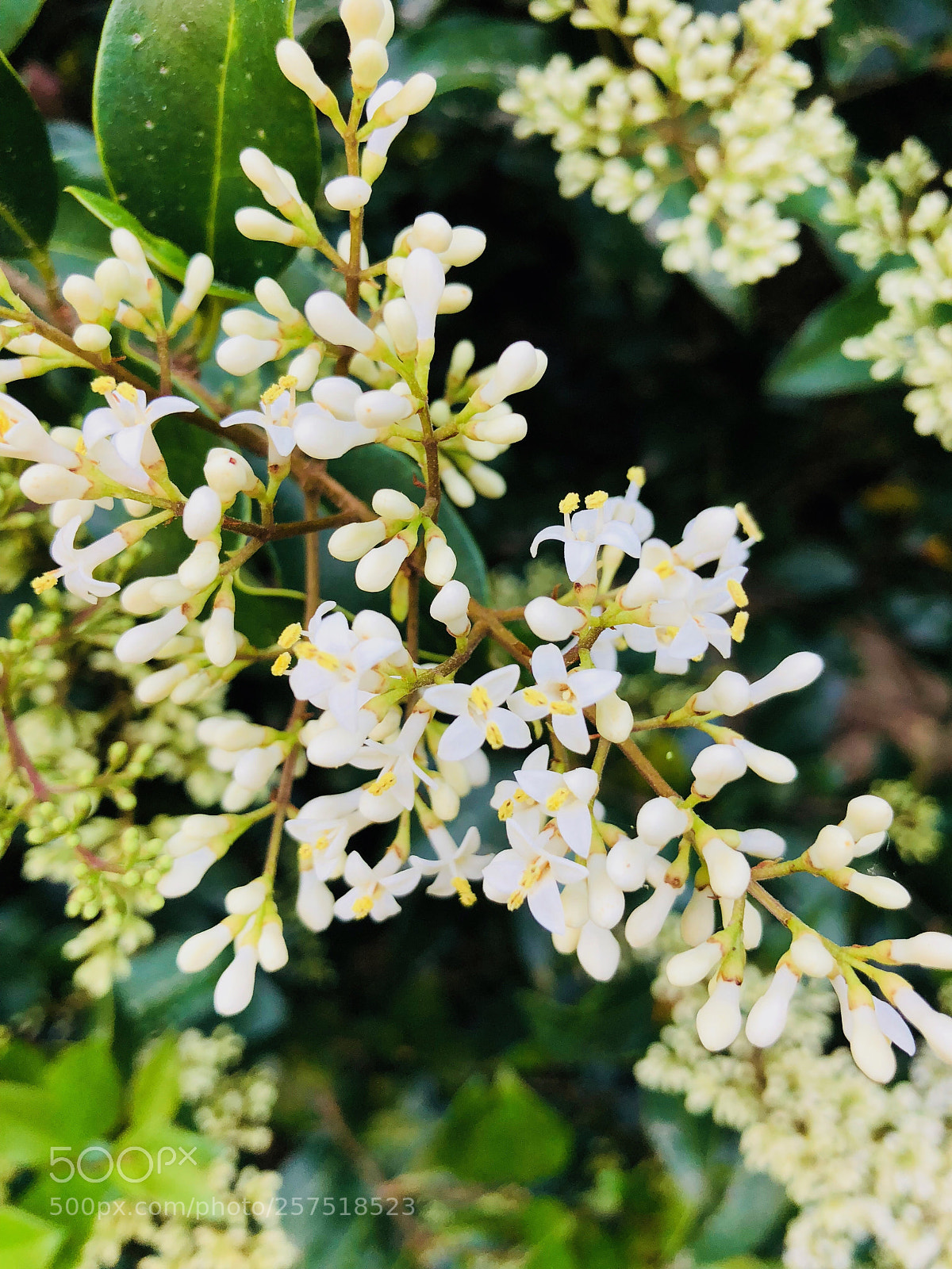 Apple iPhone X sample photo. Spring  photography