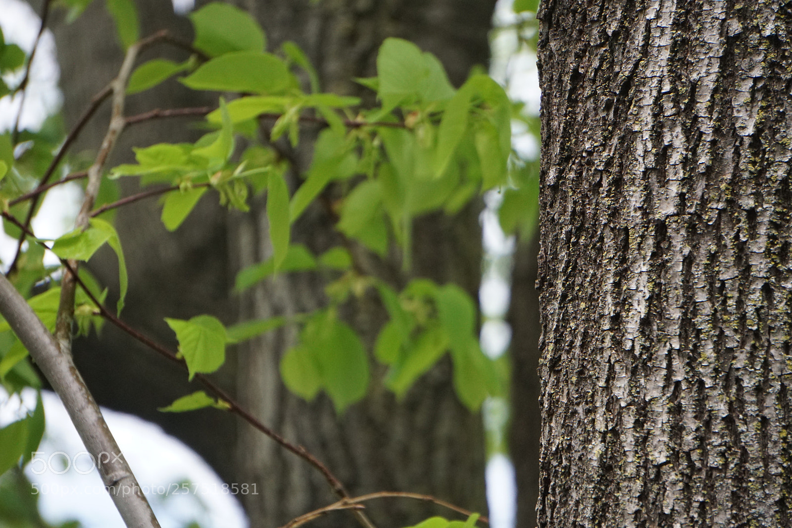 Sony a6000 sample photo. Tree trunk photography