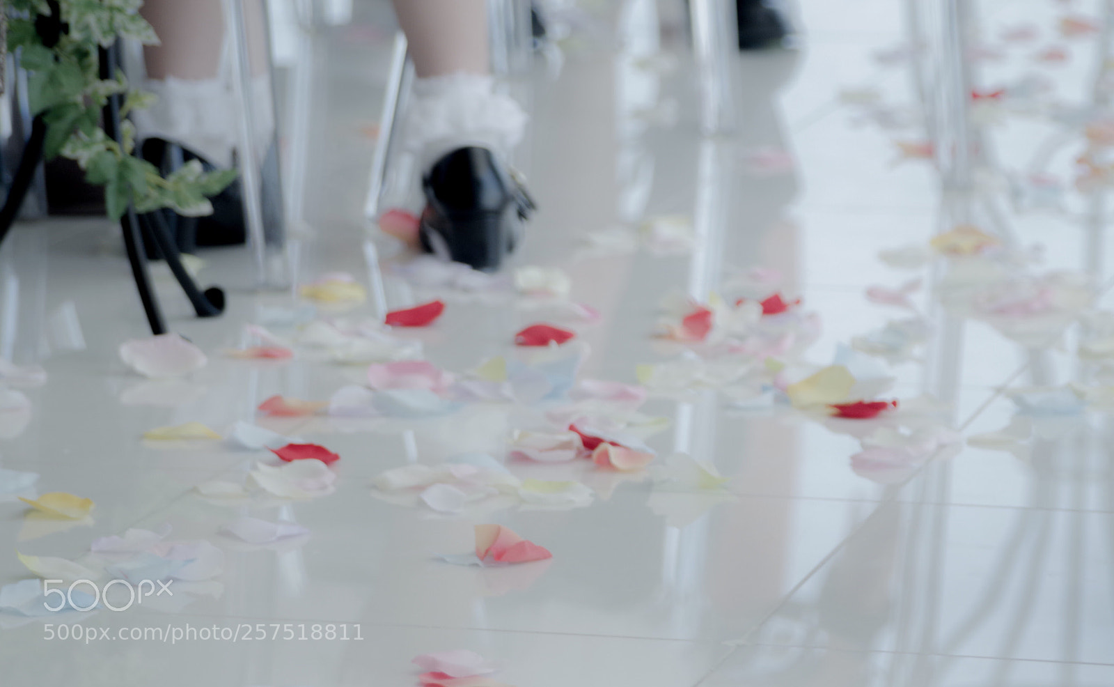 Pentax K-S2 sample photo. A shower of flower photography
