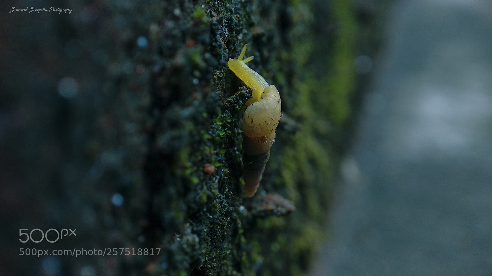 Xiaomi Mi A1 sample photo. Untitled photography