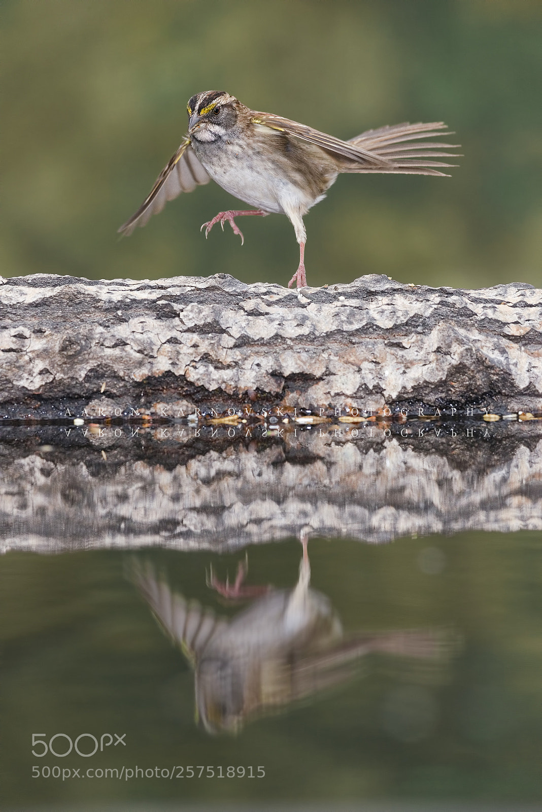 Nikon D800 sample photo. White throated sparrow photography