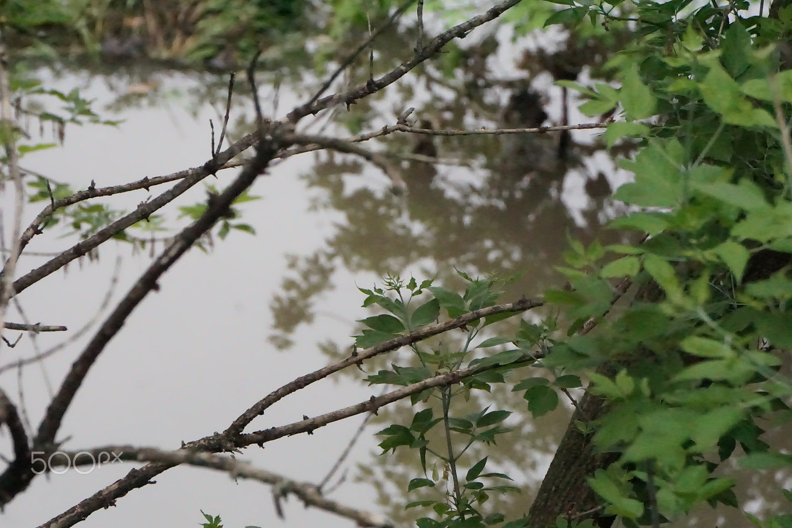 Sony E 55-210mm F4.5-6.3 OSS sample photo. Tree and reflectin photography