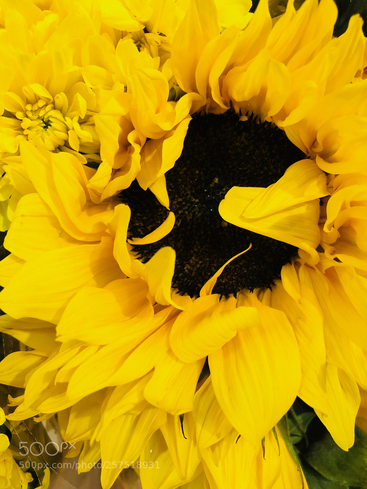 Apple iPhone X sample photo. Sunny  photography