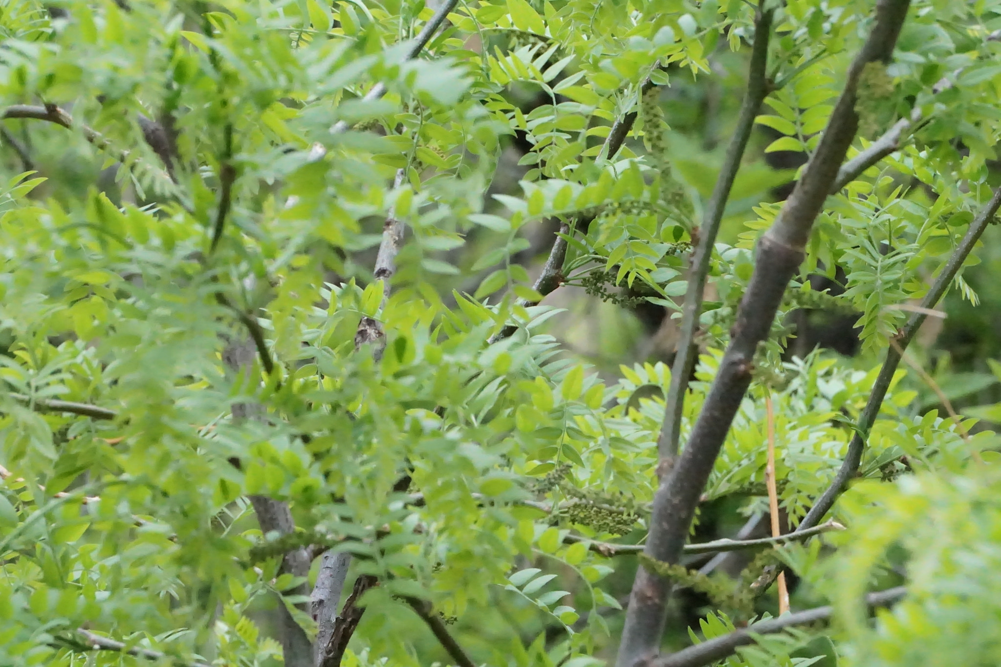 Sony E 55-210mm F4.5-6.3 OSS sample photo. Leaves photography