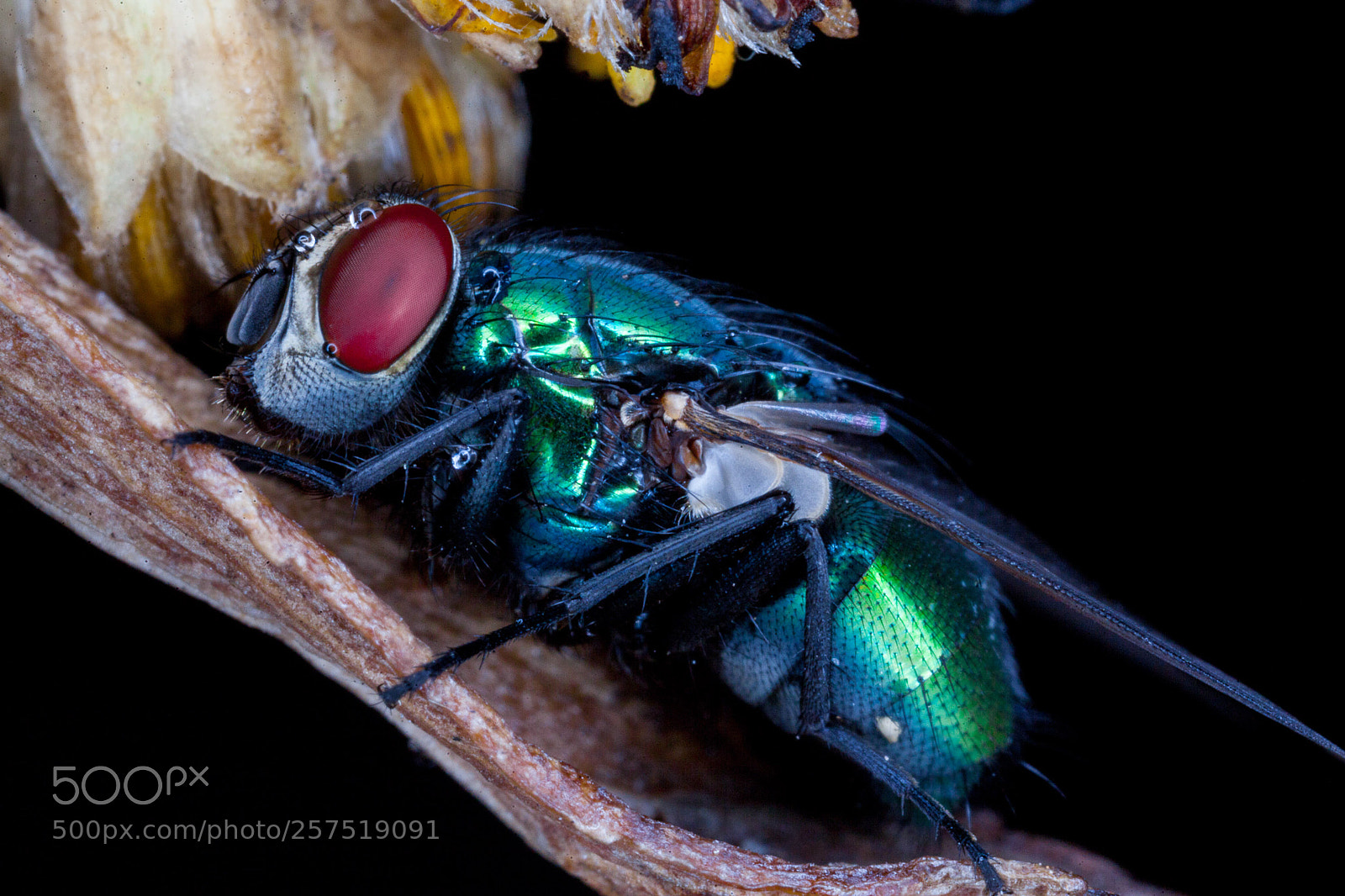 Canon EOS 5D Mark II sample photo. Mosca verde botella com photography