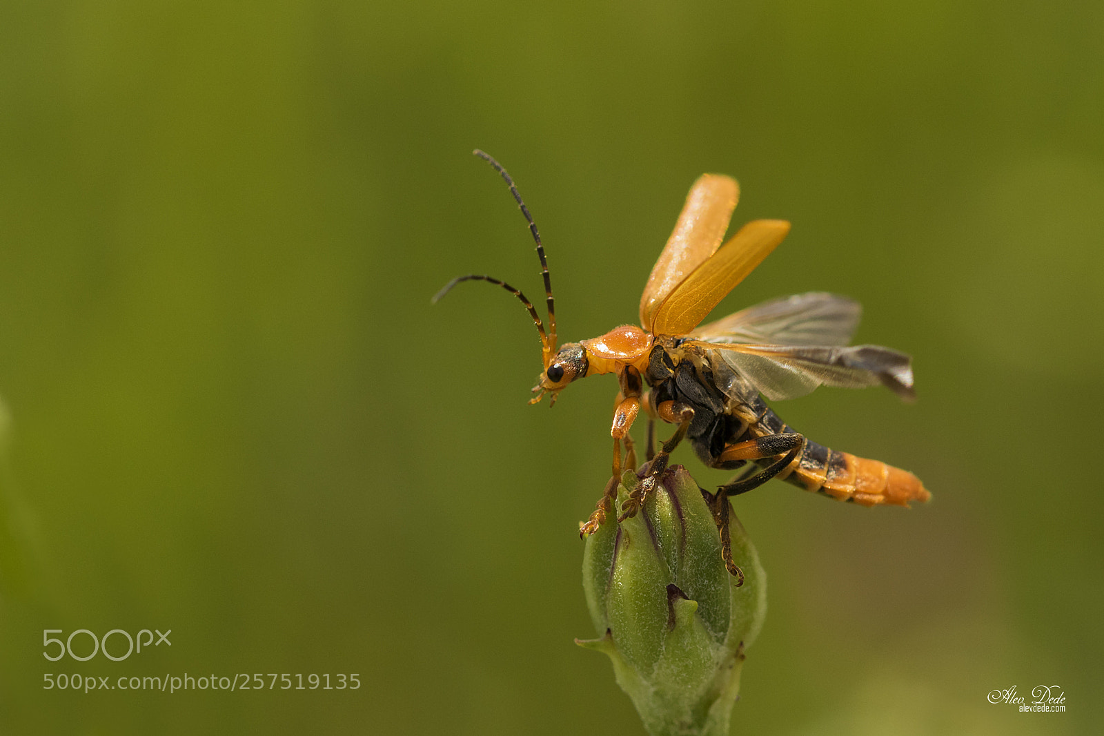 Canon EOS 7D Mark II sample photo. Turuncu bocek photography