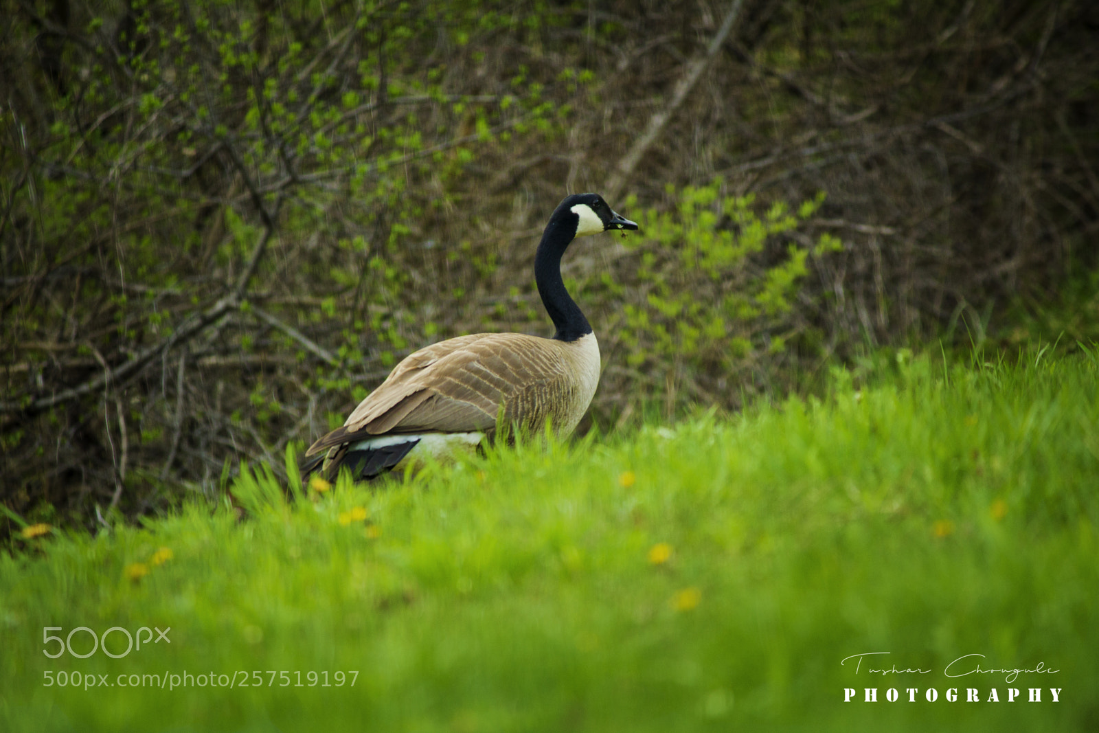Canon EOS 1200D (EOS Rebel T5 / EOS Kiss X70 / EOS Hi) sample photo. The goose photography