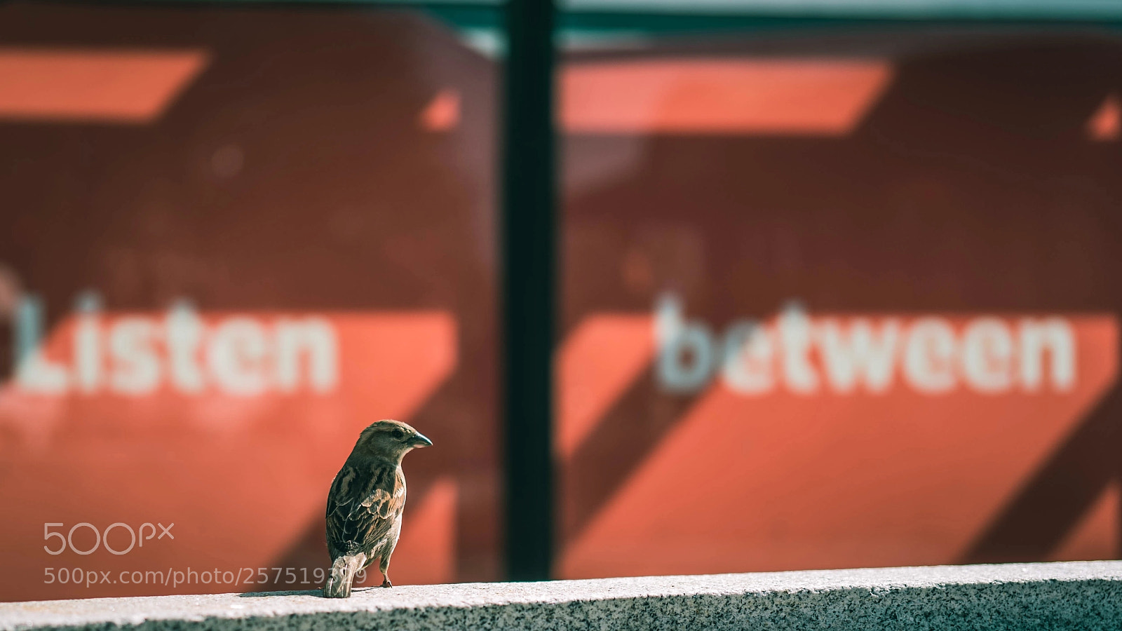 Sony a7 II sample photo. Listen between... photography