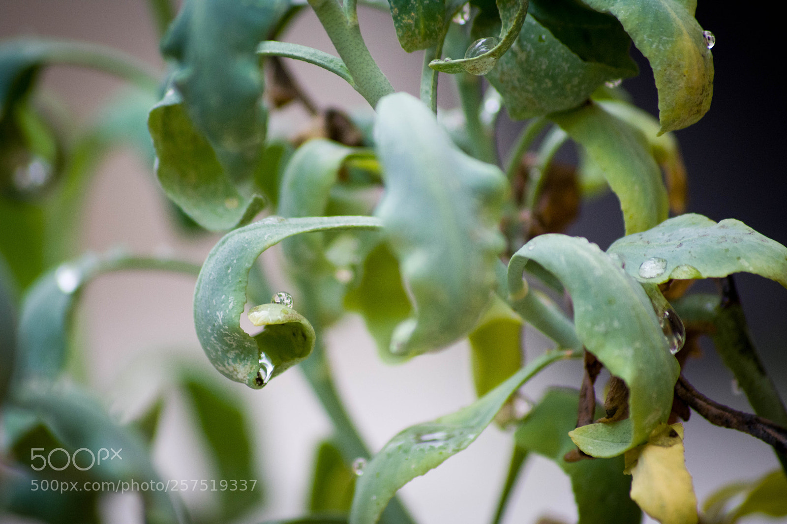 Nikon D7200 sample photo. Green photography