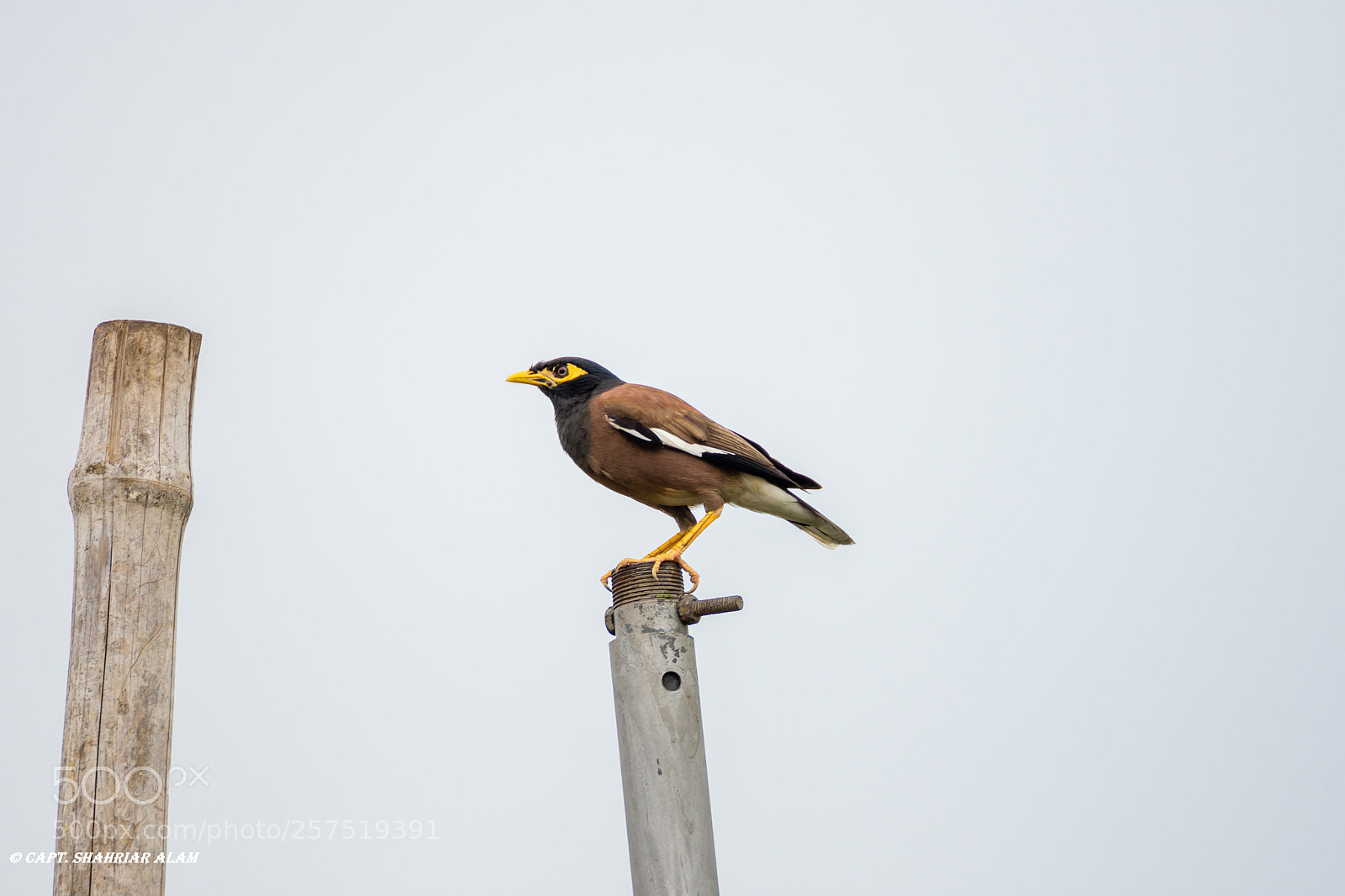 Nikon D7200 sample photo. Common myna photography