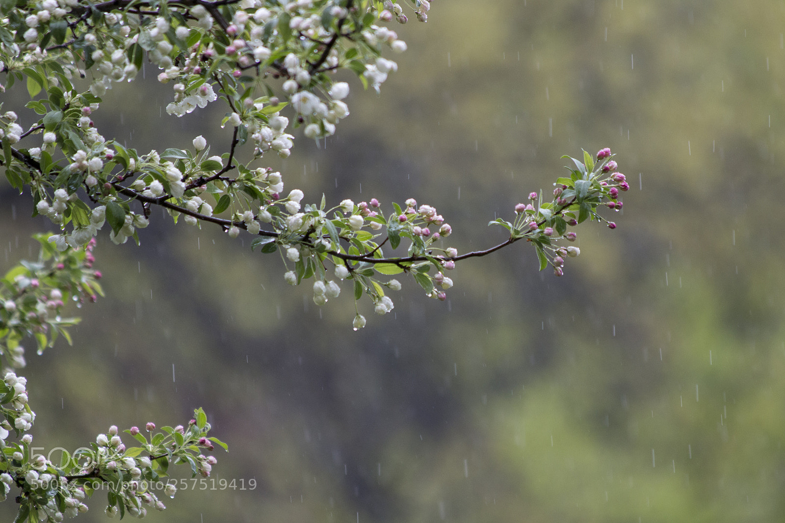 Canon EOS 70D sample photo. Rained out photography