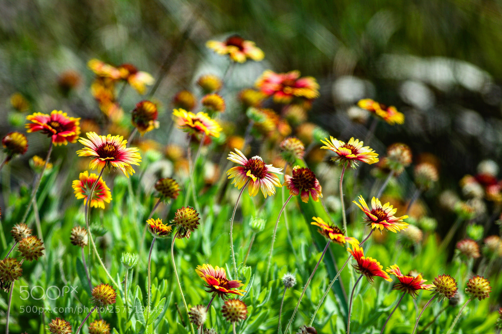 Canon EOS 5D Mark II sample photo. Indian blanket flowers photography