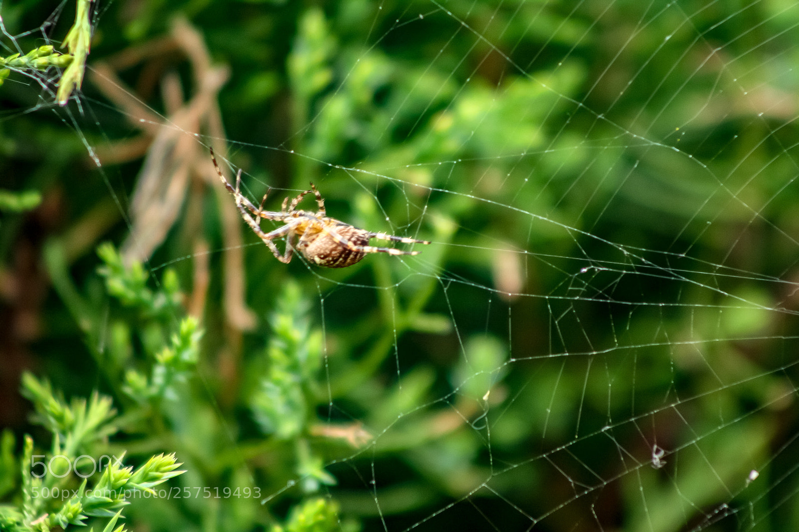 Canon EOS 1000D (EOS Digital Rebel XS / EOS Kiss F) sample photo. Spider with net photography