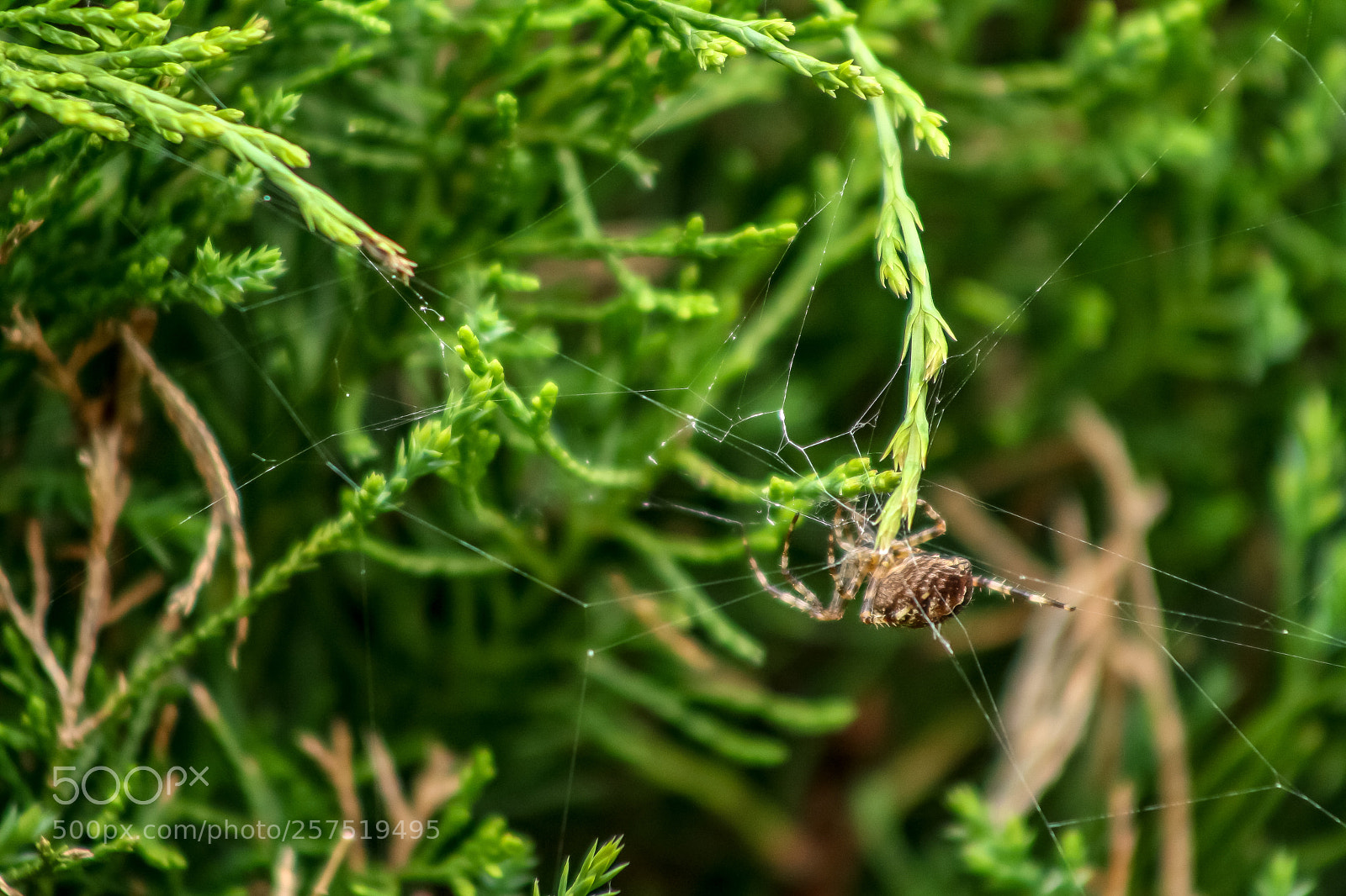 Canon EOS 1000D (EOS Digital Rebel XS / EOS Kiss F) sample photo. Spider with net photography
