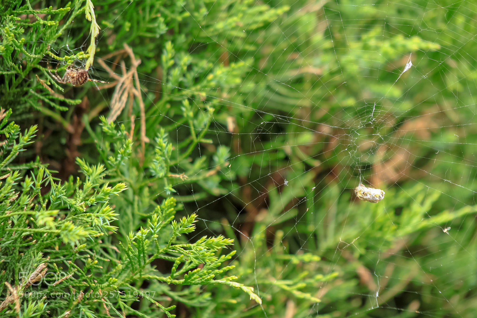 Canon EOS 1000D (EOS Digital Rebel XS / EOS Kiss F) sample photo. Spider with caught fly photography