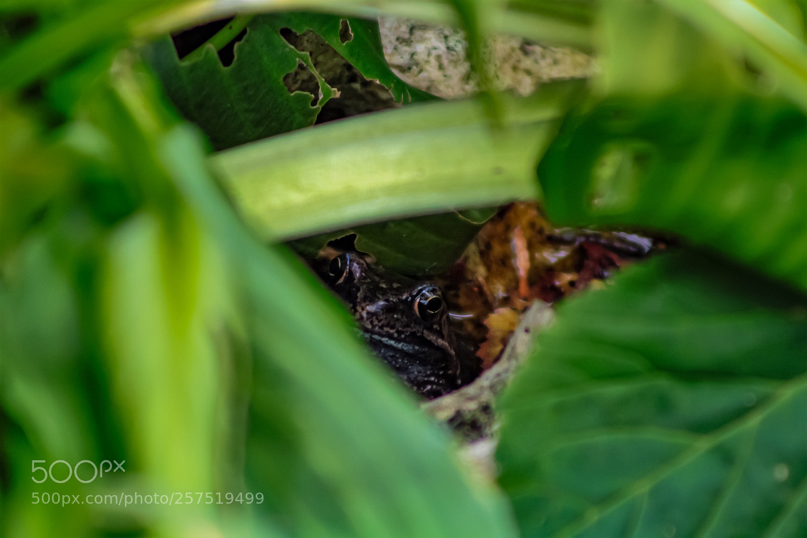 Canon EOS 1000D (EOS Digital Rebel XS / EOS Kiss F) sample photo. Frog in pond photography