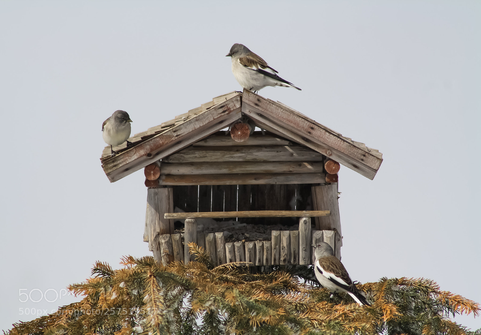 Canon EOS 1000D (EOS Digital Rebel XS / EOS Kiss F) sample photo. Sparrows at a mountaintop photography