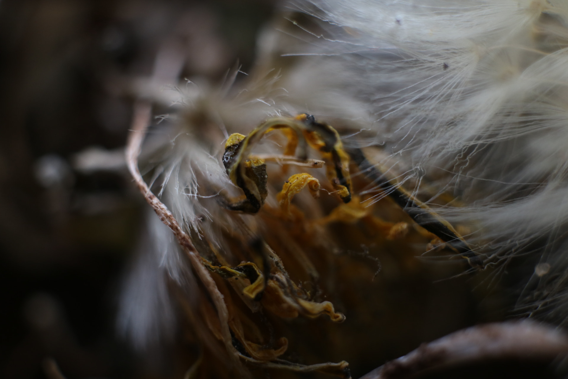 Canon EOS 750D (EOS Rebel T6i / EOS Kiss X8i) + Canon EF-S 24mm F2.8 STM sample photo. The untimely death of a dandelion photography