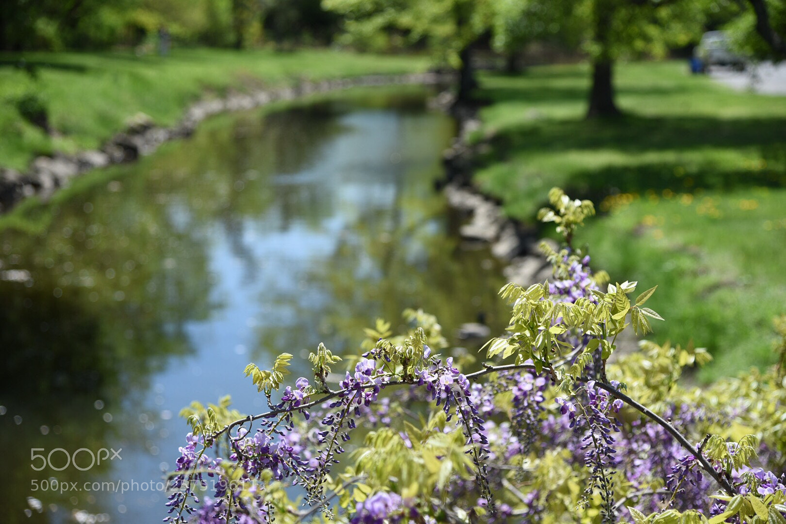 Nikon D750 sample photo. Spring in old greenwich photography
