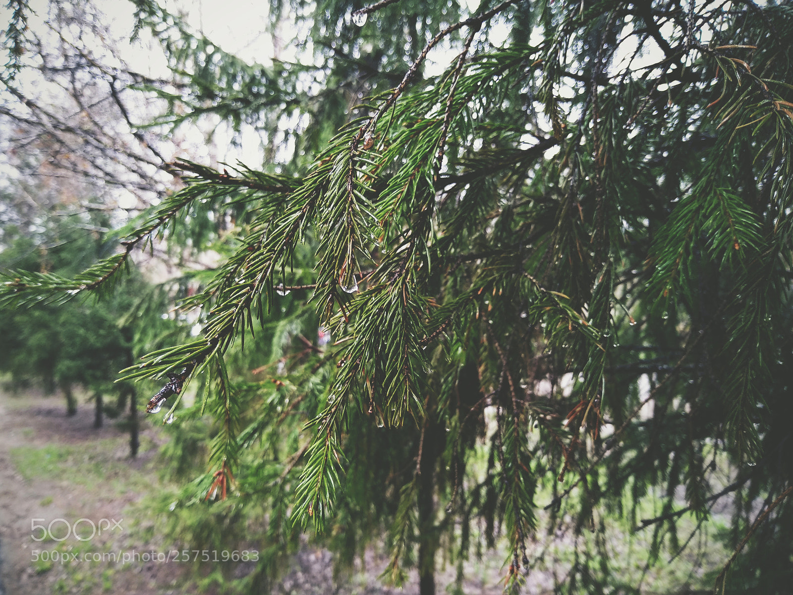 Xiaomi Mi A1 sample photo. Untitled photography
